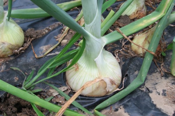 Kraken onion darknet zerkalo